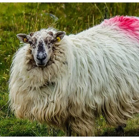 Skelligway - Your Luxury Kenmare