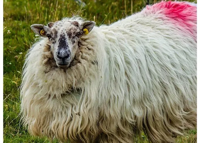 Skelligway - Your Luxury Kenmare