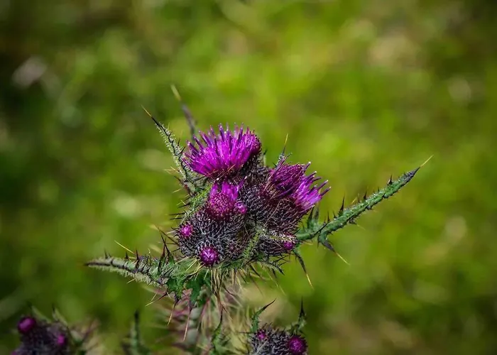 Skelligway - Your Luxury Vakantiehuis Kenmare